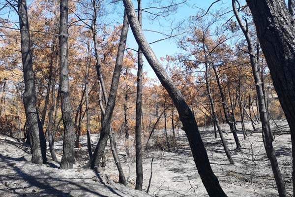 Epano-Kalamonas Waldbrand