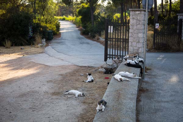 Rhodos Kallithea Cats