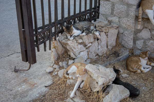 Rhodos Kallithea Cats