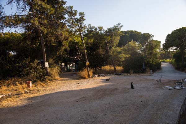 Rhodos Kallithea Cats
