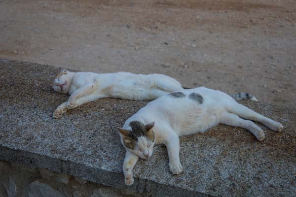 Rhodos Kallithea Cats