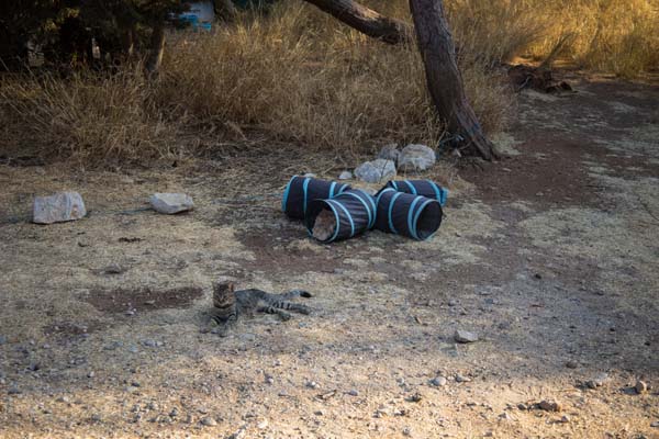 Rhodos Kallithea Cats
