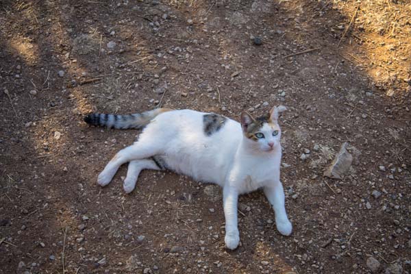 Rhodos Kallithea Cats