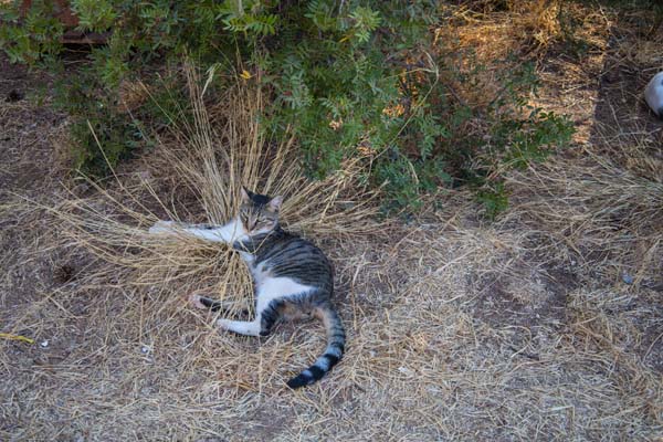 Rhodos Kallithea Cats