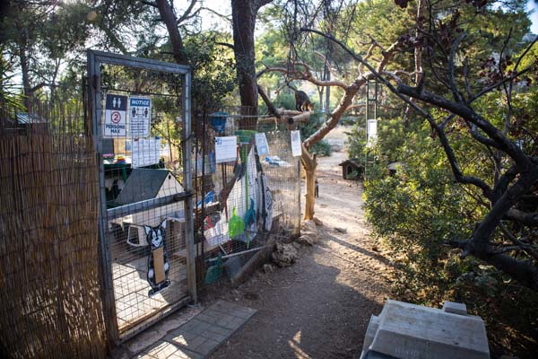 Rhodos Kallithea Cats