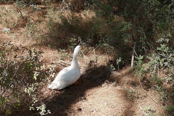 Kolymbia Epta-Piges