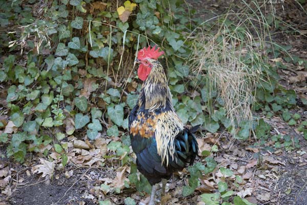 Rodini Park Tiere