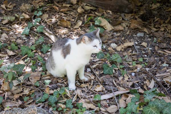 Rodini Park Tiere