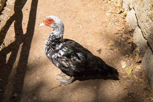 Rodini Park Tiere