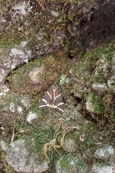 Schmetterlingstal Petaloudes