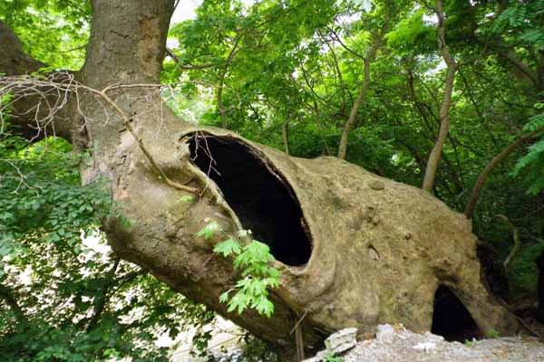 Tempi Tal Baum