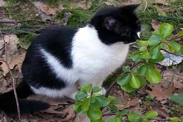Tempi Tal Katze