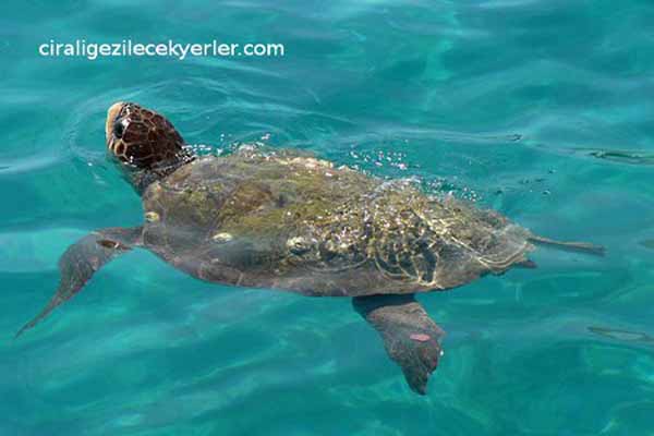 Caretta Caretta