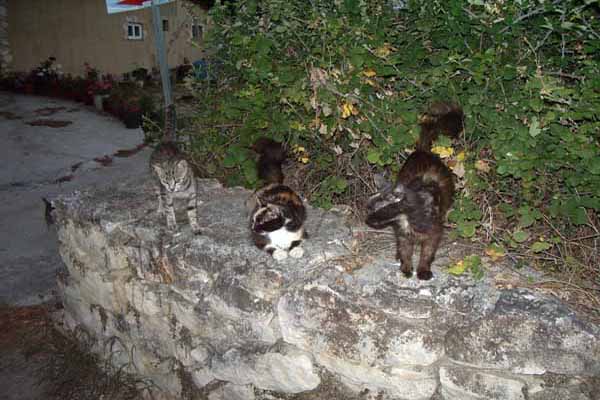 Porto Koukla Katzen